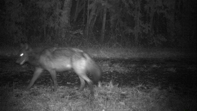 Un loup solitaire capturé en image par une caméra fixe. 
