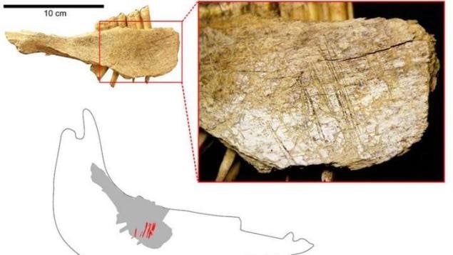 La mandibule d’un cheval est datée d’entre 23 000 et 24 000 ans. Photo : Université de Montréal