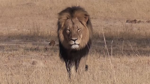 Cecil the lion was a top attraction at Hwange national park in Zimbabwe