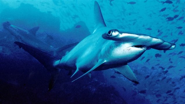 The hammerhead shark is listed as an endangered species. In 2013 CITES prohibited international trade in the fins of the scalloped hammerhead and four other species. Without strict monitoring, this protection may be of limited value