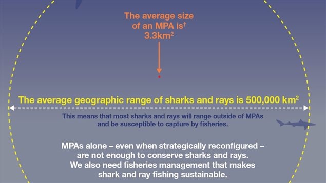 The study shows that setting aside a typically tiny protected area cannot help on its own preserve sharks and other wide ranging species