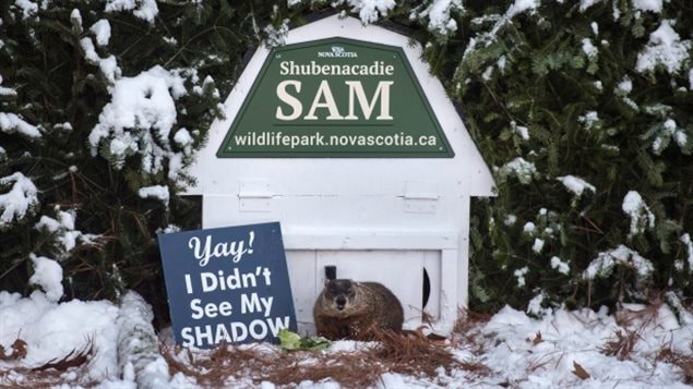 Shubenacadie Sam emerges from his burrow at the wildlife park in Shubenacadie, N.S., on Thursday. The pudgy, four-legged prognosticator says Canadians will be graced with an early spring after he waddled out of his shed and did not see his shadow. 