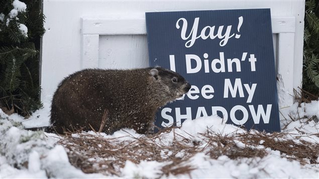 Si la marmota no ve su sombra, permanece al exterior y anuncia la llegada de la primavera.