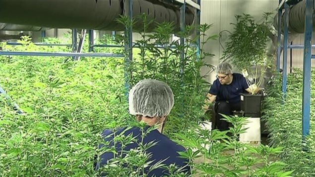为数不少的加拿大人把大麻作为治病的药物
