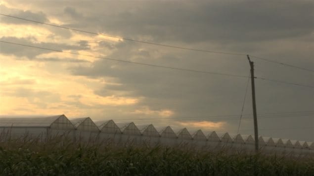 There are over 13,000 acres of greenhouse production, but some operators are considering moving out, possibly to the US because of Ontario’s energy costs.