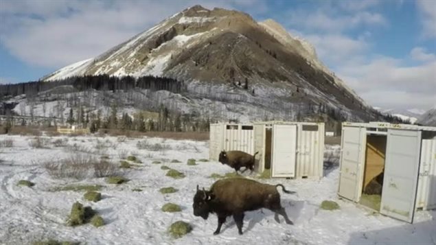 And finally, the bison were released from their containers.