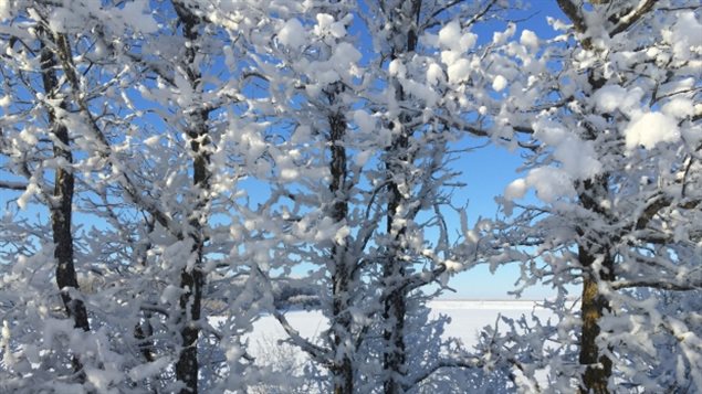 Au Manitoba, des arbres sont gelés et le vent souffle. (Jillian Coubrough / CBC)