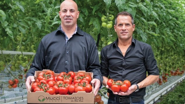 Mucci Farms in Kingsville has been operating for 45 years in Ontario, but is now expanding into Ohio, USA. Where electricy rates are now a third of those in Ontario.