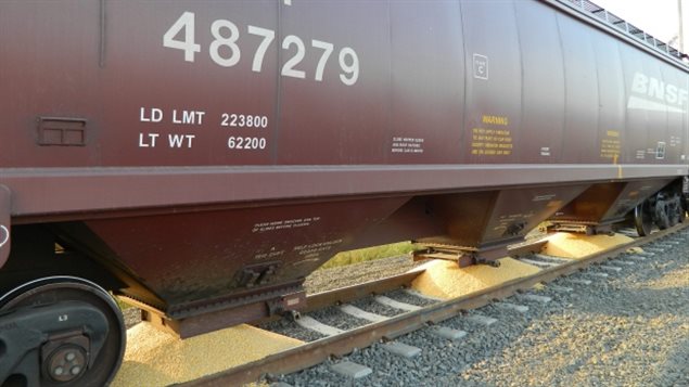 Leaking train cars can leave piles of grain while they are stopped, an easy feast for bears