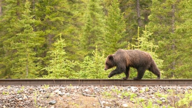 why-are-bears-being-killed-on-railway-tracks-rci-english