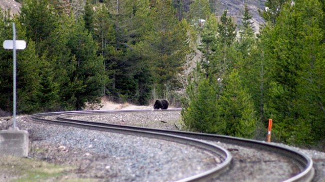 Bears feeding along the tracks are confused when suddenly confronted by the lights and noise from a train and either freeze or run along the tracks. tragic in either case.