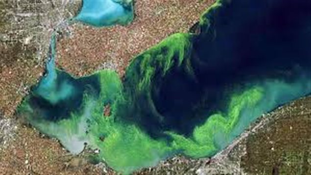Pollution has caused algae blooms in Lake Erie.