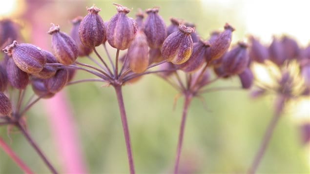 Victorin’s gentian is a threatened species that is found on Argentenay Point.