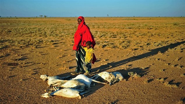 A woman and a boy walk past a flock of dead goats in a dry land close to Dhahar in Puntland, northeastern Somalia, on December 15, 2016. Drought in the region has severely affected livestock for local herdsmen.