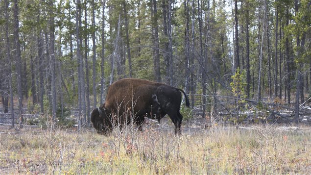 A wood bison grazing along the edge of NWT Hwy 3. Photo: Peter deMontigny