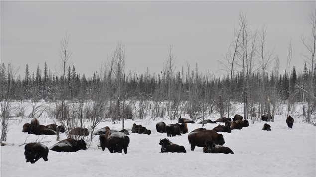 A herd of wood bison rests in the snow near Highway 3 in N.W.T.