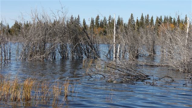 Drowned terrestrial vegetation on the margin of a lake in the Mackenzie Bison Sanctuary. Photo: Peter deMontigny.