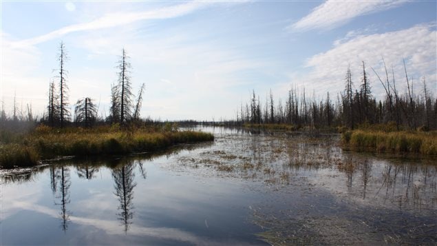 Mackenzie Bison Sanctuary 