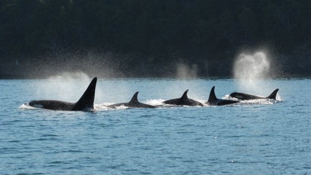 Killer whales travel and hunt in pods and work together like a wolf pack to corner and attack their prey.