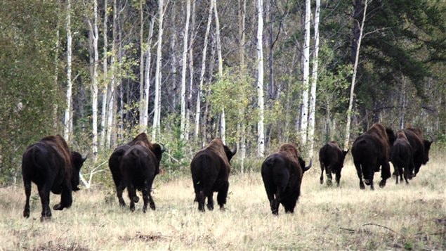 A group of wood bison running along the side of NWT Hwy 3. Photo: Linda Kimpe, University of Ottawa
