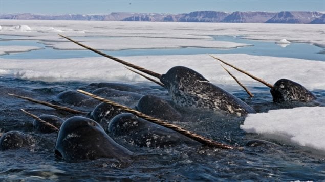 The narwhal tusk is really a canine tooth. They are related to beluga whales. A new report says the increased presence of orcas may be more significant in changing marine mammal habits in the Arctic than food resource changes, both caused by climate change and warming.