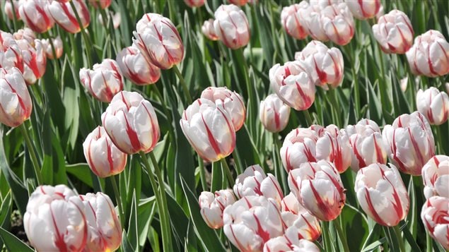 This spring, over 300,000 Canada 150 tulips will be among nearly one million flowers that bloom in the National Capital Region every year. 