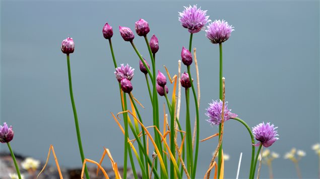 Botanists created the first records of Wild chives for the northern territory of Nunavut.