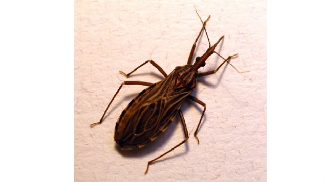 A Vinchuca (Rhodnius prolixus) usually gives a small bloodsucking bite. When sleeping victim scratches the itch the Chagas parasite in the bug's faeces can be dragged into the wound and bloodstream