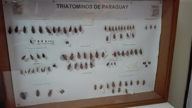 A compilation of the wide variety of vinchucas in the insect family. picture taken in the ministry of health in Paraguay in Asuncion.
