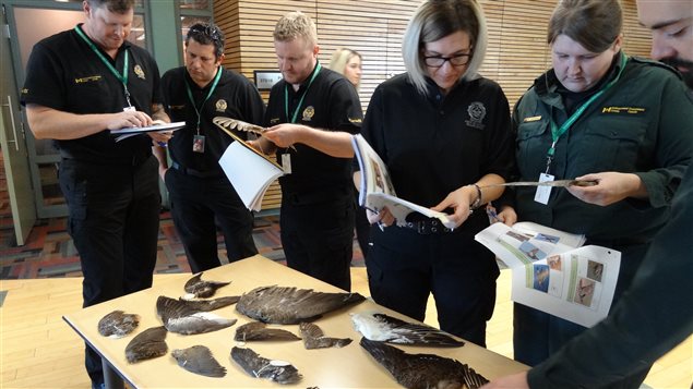Wildlife officers must learn to identify waterfowl which are often illegally trafficked. 