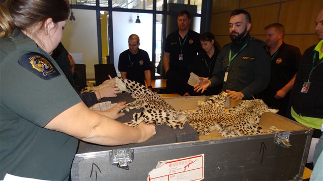 Canadian wildlife officers are trained to identify exotic animal products.
