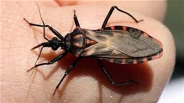 Vinchuca, insecto portador del mal de Chagas.