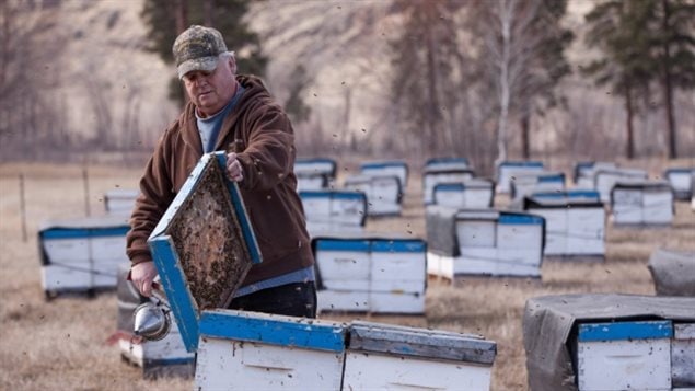 Honey producers are worried about dropping prices and that the U.S. may curb honey imports from Canada.