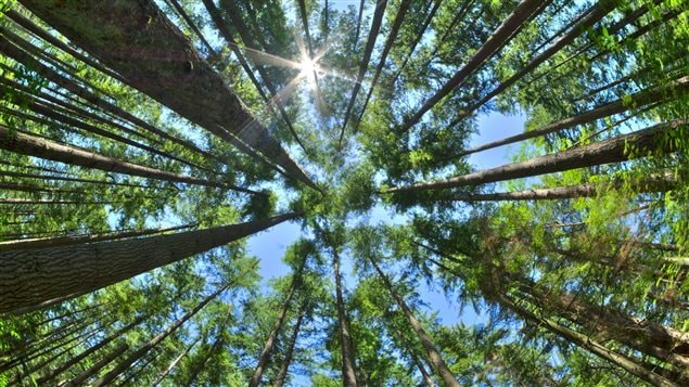 The scientists had to figure out how to describe the forest mathematically and then convert that math into computer code.