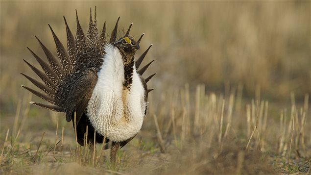 The greater sage grouse is listed as endangered.