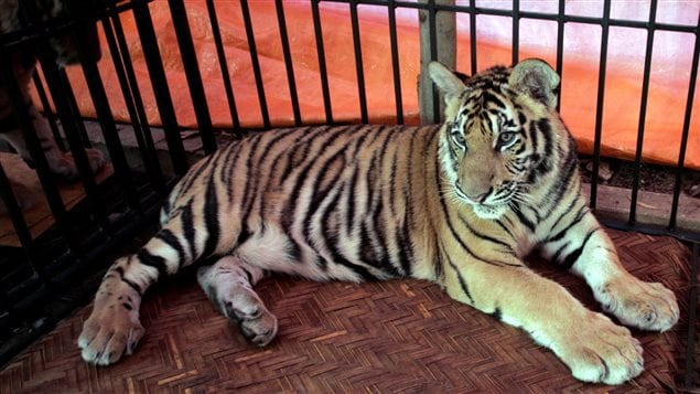 Un tigre de Indochina temporalmente enjaulado en el Centro de Rescate de Animales en Soc Son, situado a unos 60 kilómetros de Hanoi, Vietnam, el 9 de enero 2008.