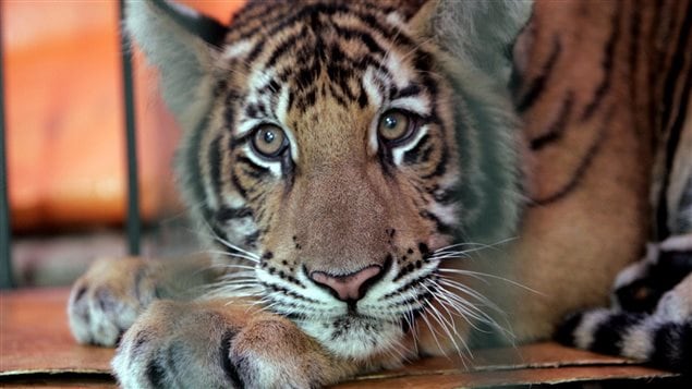 Un tigre de Indochina temporalmente enjaulado en el Centro de Rescate de Animales en Soc Son, situado a unos 60 kilómetros de Hanoi, Vietnam, el 9 de enero 2008.