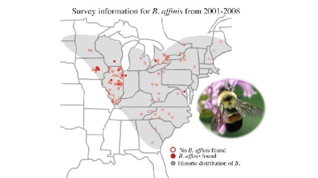 Established range of the Rusty-patch Bumble Bee, but showing places studied for its actual presence in surveys between 2001-2008. Solid dots indicate where is was found, empty circles are survy locations but no bees found.