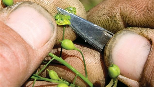 从亚麻籽等植物中可以提取生物燃料