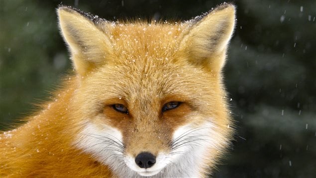 The red fox is smart and adaptable and has discreetly spread to many parts of the world. 