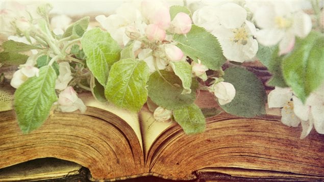 livre ouvert couvert de fleurs blanches