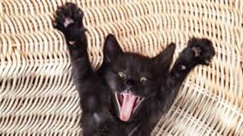 De nombreux propriétaires de chats ont recours au dégriffage pour éviter que leurs animaux de compagnie n’endommagent leurs meubles ou blessent d’autres animaux ou des personnes qui se trouvent en présence du félin.