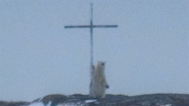 Alors que l’image de «l’ours polaire en prière» attire le plus d’attention, la photographe Jessica Andrews dit que celle-ci est sa préférée. (Jessica Andrews / Photographie sur l’océan)