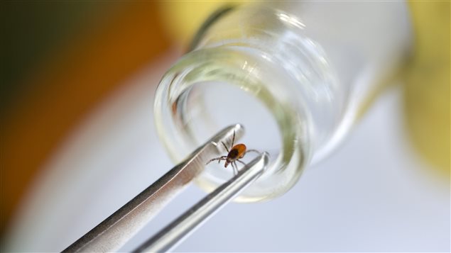 La maladie de Lyme peut être transmise par une tique. La maladie de Lyme peut être transmise par une tique.