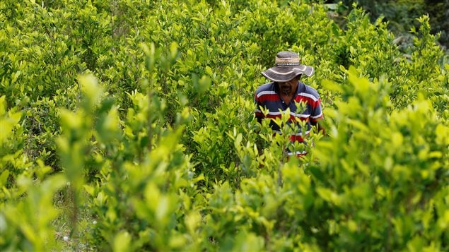 Colombia dedica grandes extensiones al cultivo de la coca.