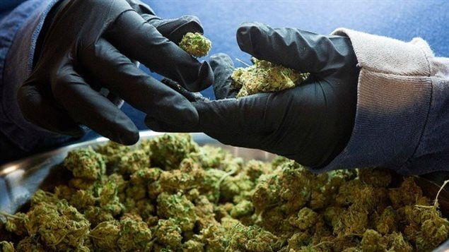 Des mains gantées manipulent de la marijuana