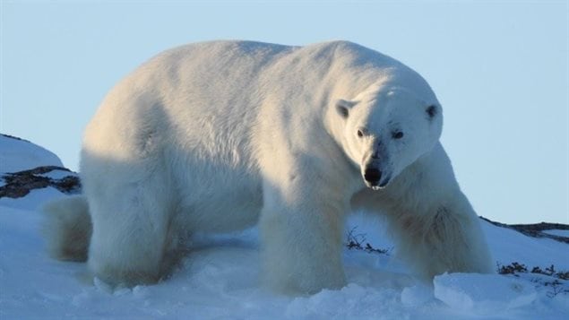 Polar bears use their sense of smell to find seal dens hidden under snow.