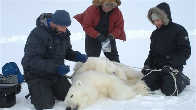 El profesor Derocher (de guantes azules) en su trabajo con los osos polares.