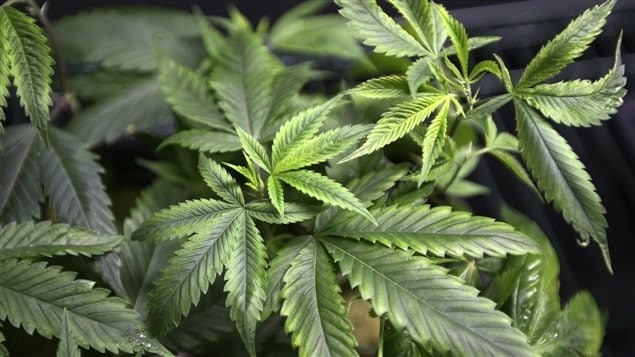 Vue d’un plant de cannabis médicinal