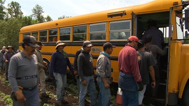 Miles de trabajadores temporales llegan a Canadá cada año.